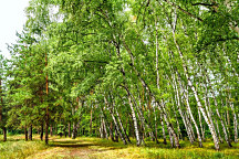 Obraz Brezový les